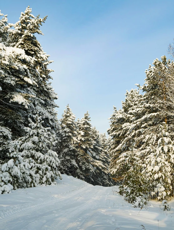 a man riding a snowboard down a snow covered slope, a photo, inspired by Ivan Shishkin, les nabis, spruce trees, slide show, ultrawide image, new hampshire