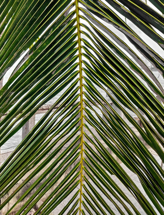 a close up of a palm leaf with a building in the background, by Carey Morris, visual art, hyper - detailed photo, archival pigment print, dynamic closeup, sukkot