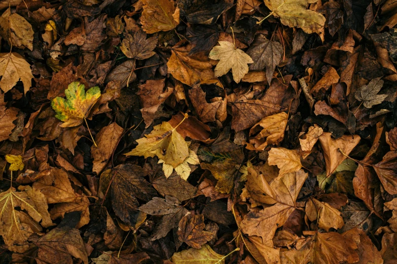 a bunch of leaves laying on the ground, pexels, brown and gold, thumbnail, large format, high rendering