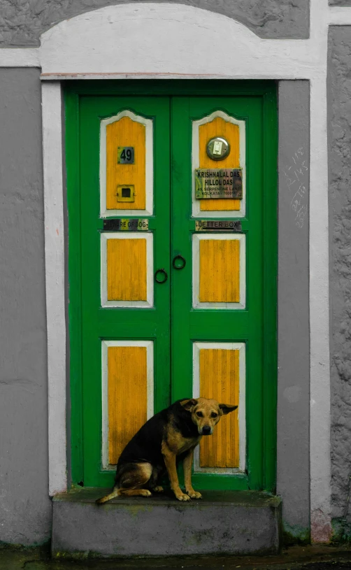 a dog sitting in front of a green door, a digital rendering, by Felipe Seade, pixabay contest winner, renaissance, brazil, azores, green and yellow, square