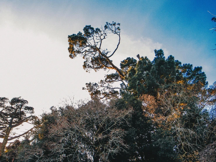 a couple of giraffe standing on top of a lush green field, an album cover, unsplash, hurufiyya, scary pines, winter snow, manuka, with branches! reaching the sky