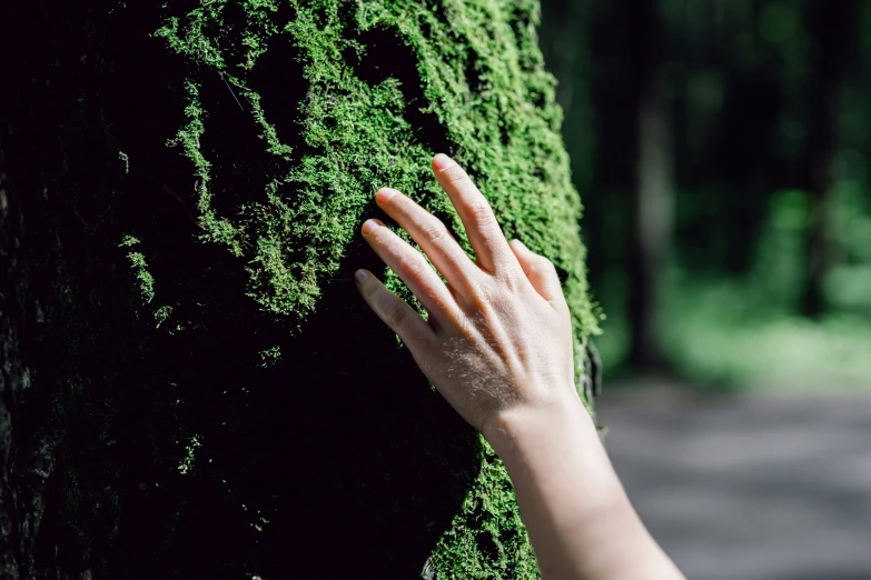 a person touching a moss covered tree trunk, inspired by Elsa Bleda, unsplash, avatar image, sustainable materials, natural skin, manicured