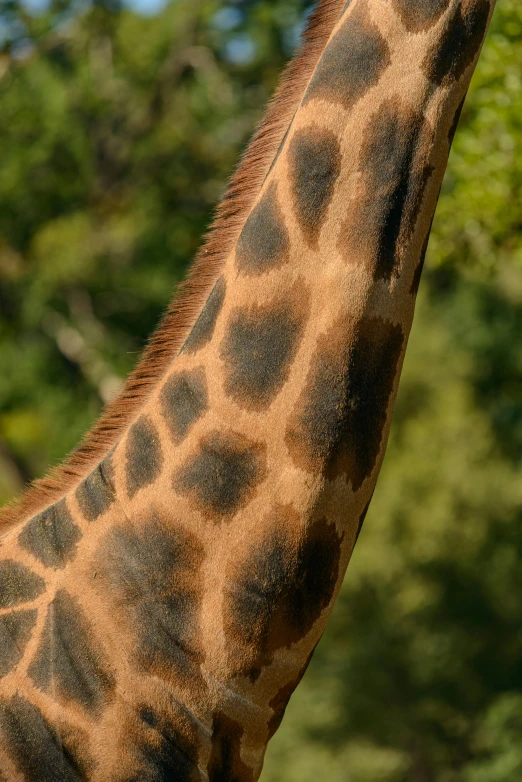 a close up of a giraffe with trees in the background, birdseye view, tail fin, photograph