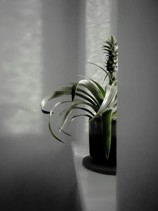 a potted plant sitting on top of a window sill, inspired by Robert Mapplethorpe, trending on unsplash, photorealism, flowering pineapples and orchids, glowing with silver light, volumetric light and shadow, hues of subtle grey