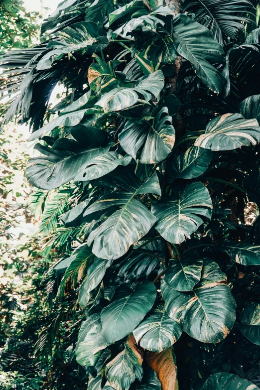 a large green plant growing on the side of a tree, inspired by Elsa Bleda, trending on unsplash, big leaf bra, lush, plants allover, malaysia jungle