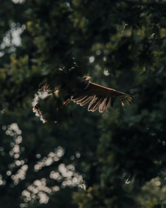 a bird that is flying through the air, a picture, unsplash contest winner, hurufiyya, evening!! in the forest, trending on vsco, hawk wings, fearow