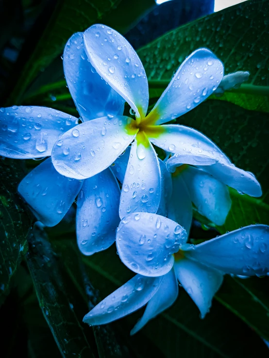 a close up of a flower with water droplets on it, an album cover, by Sam Dillemans, unsplash, plumeria, glowing blue by greg rutkowski, avatar image, indonesia