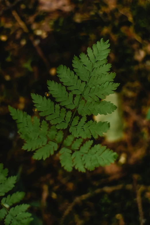 a plant that is growing out of the ground, inspired by Elsa Bleda, unsplash, renaissance, fern, high angle close up shot, hemlocks, medium shot portrait