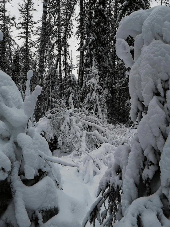 a man riding a snowboard down a snow covered slope, by Terese Nielsen, pexels contest winner, path through a dense forest, overhanging branches, it's getting dark, low quality photo