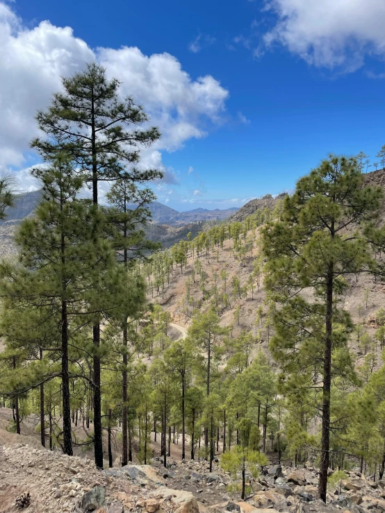 a group of trees that are standing in the dirt, top of a canyon, arrendajo in avila pinewood, slide show, multiple stories