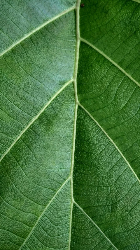 a close up view of a green leaf