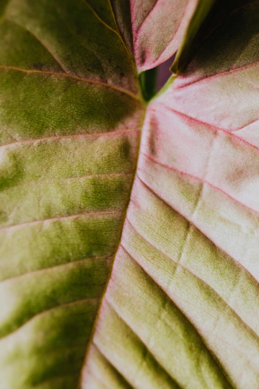 a close up of a leaf of a plant, trending on unsplash, green and pink fabric, magnolia big leaves and stems, faded red and yelow, poison ivy