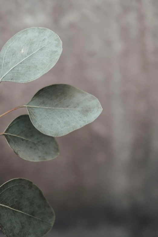 a close up of a plant with green leaves, a picture, trending on pexels, minimalism, grey backdrop, eucalyptus, brown, digital still