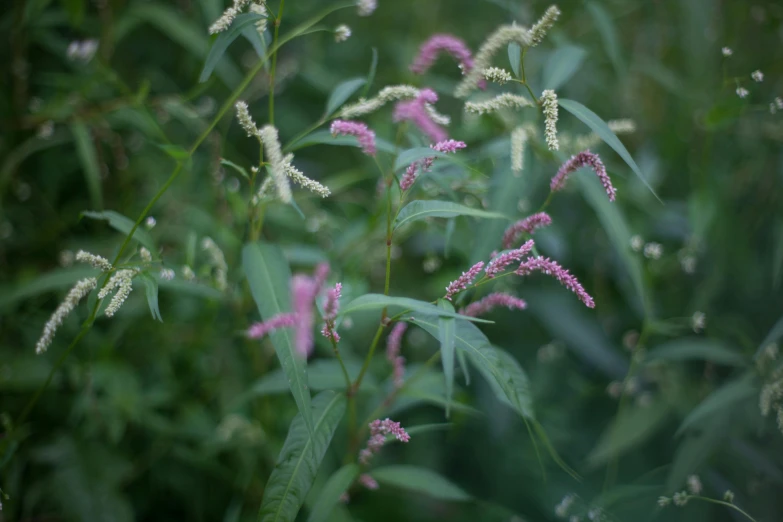 a bunch of pink flowers sitting on top of a lush green field, by Attila Meszlenyi, hurufiyya, willow plant, ash thorp, dimly lit, mint