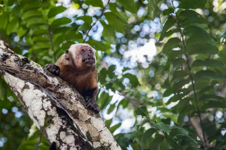 a monkey sitting on top of a tree branch, looking down on the camera, biodiversity all round, in a jungle, avatar image