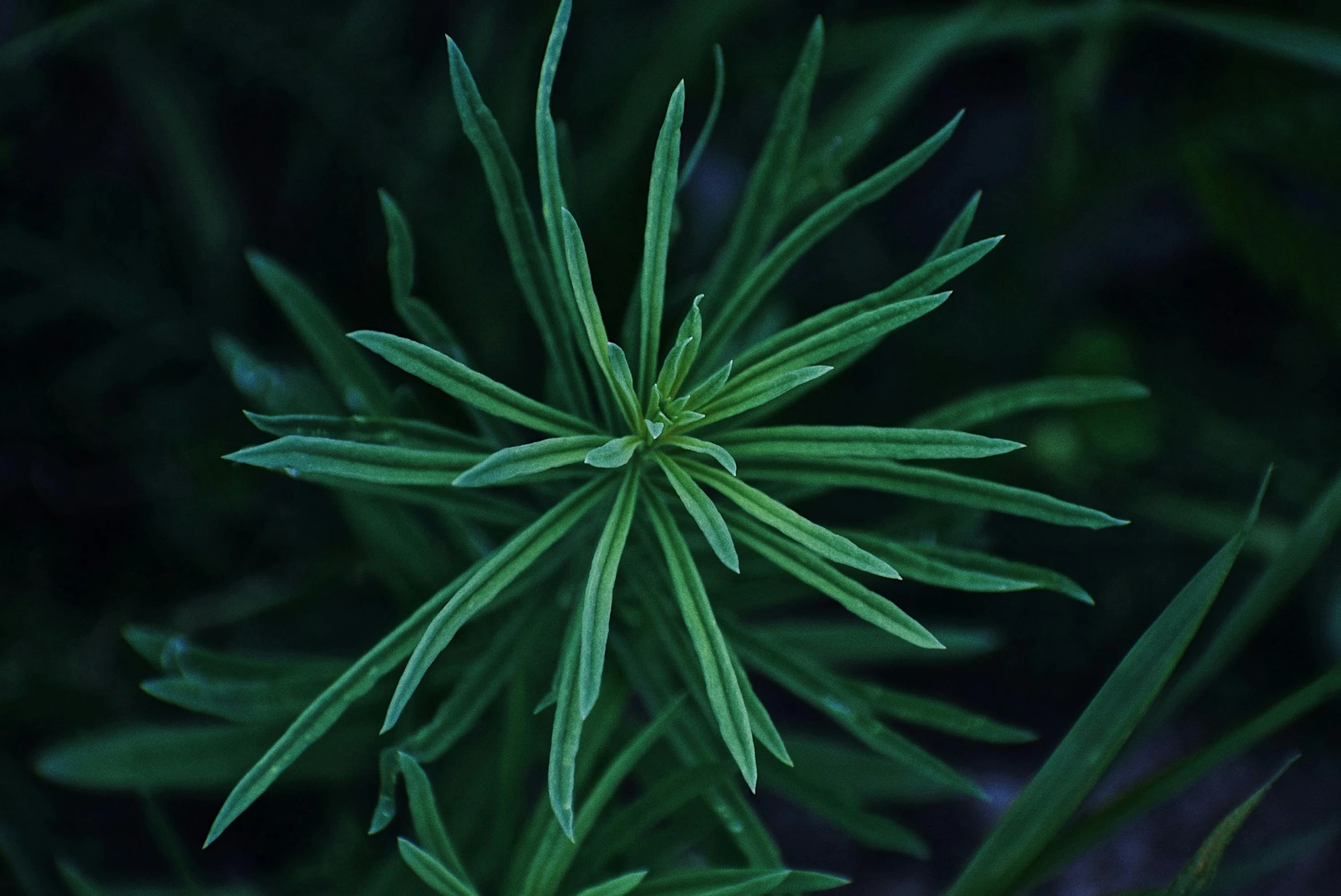 a close up of a plant with green leaves, paul barson, encarpus, photograph, full frame image