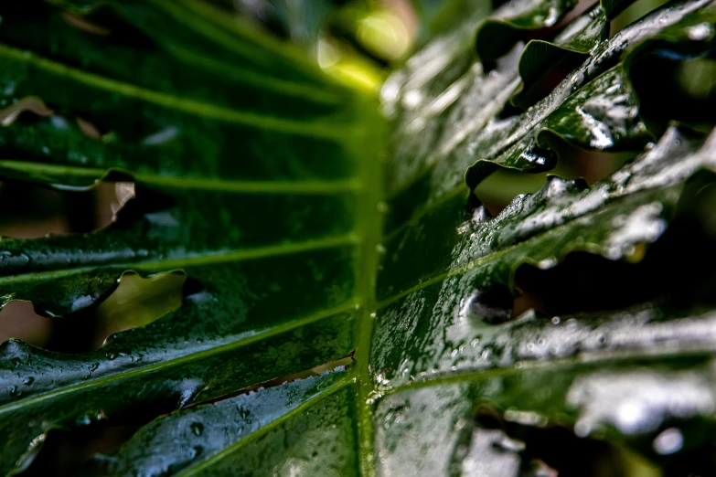 a close up of a leaf with water droplets on it, a macro photograph, by Andrew Domachowski, unsplash, wet lush jungle landscape, paul barson, very low angle view, fan favorite