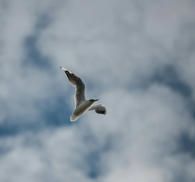 a seagull flying through a cloudy blue sky, pexels contest winner, minimalism, grey, low quality photo, full frame image, weightless