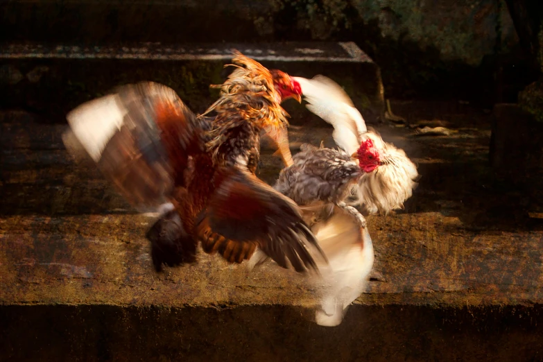 a couple of chickens standing next to each other, by Jan Tengnagel, shutterstock contest winner, photorealism, hadouken, midair, bali, very backlit
