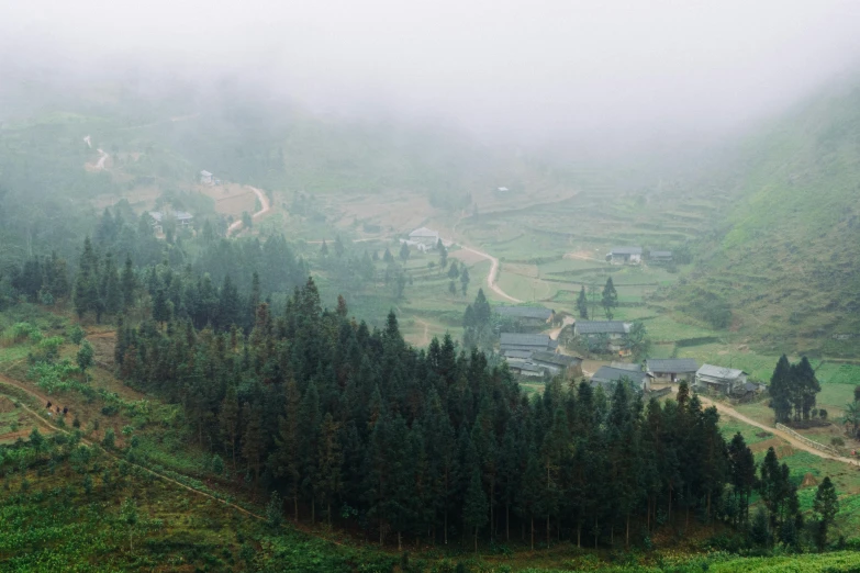 a herd of cattle grazing on top of a lush green hillside, by Daniel Lieske, pexels contest winner, hurufiyya, mist below buildings, pine trees, panoramic view, overcast mood