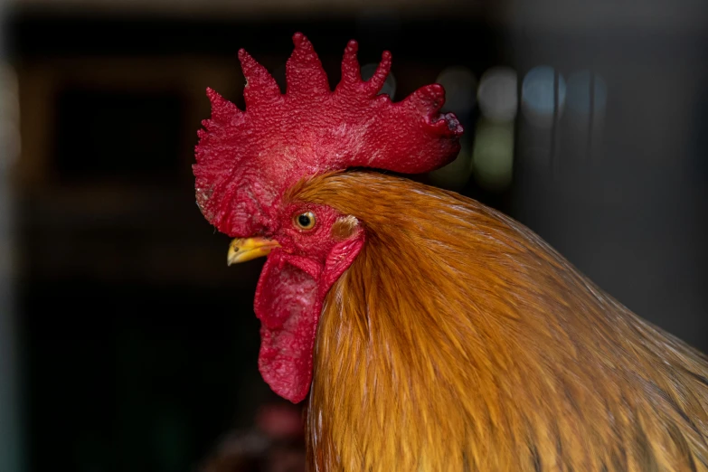 a close up of a rooster with a red comb, by Gwen Barnard, pexels contest winner, paul barson, frontal view, male emaciated, a blond