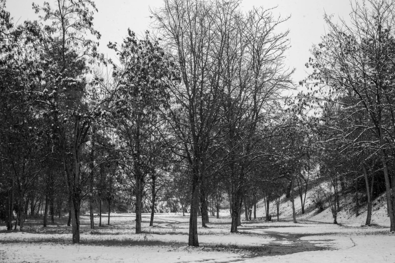 a black and white photo of a snow covered park, a black and white photo, arrendajo in avila pinewood, in a city park, a green, meadows