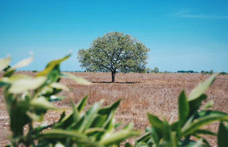 a lone tree in the middle of a field, unsplash contest winner, land art, lots of oak and olive trees, on a bright day, múseca illil, brown