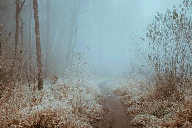 a path through the woods on a foggy day, an album cover, inspired by Elsa Bleda, pexels contest winner, sparse frozen landscape, pale blue fog, swampy atmosphere, cottagecore