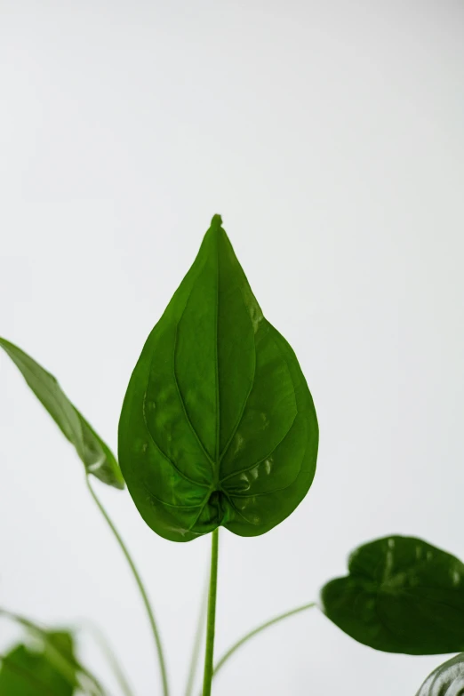 a close up of a plant with water droplets on it, inspired by Carpoforo Tencalla, product view, lush foliage, tall thin, large bosum