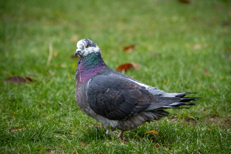 a pigeon that is standing in the grass, unsplash, happening, pot-bellied, an afghan male type, wellington, high resolution photo