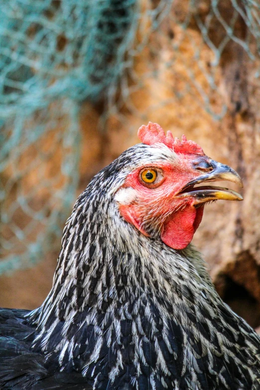 a close up of a chicken near a rock, a portrait, by Gwen Barnard, shutterstock contest winner, silver haired, full frame image, multiple stories, farms