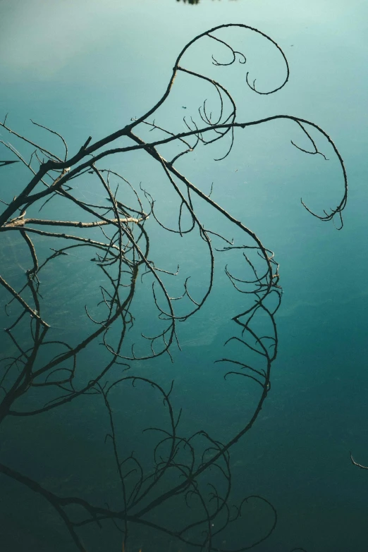 a bird sitting on top of a tree branch next to a body of water, unsplash contest winner, conceptual art, thin blue arteries, floathing underwater in a lake, low-light, curved trees