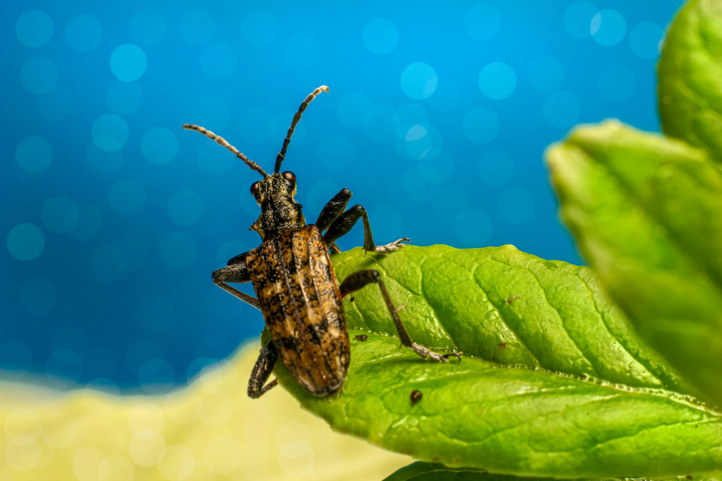 a bug sitting on top of a green leaf, by Adam Marczyński, pexels contest winner, a horned, avatar image, brown, mixed art