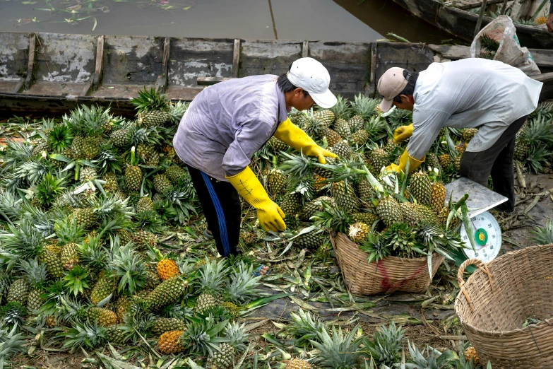 a group of people picking pineapples from a boat, unsplash, avatar image, maintenance photo