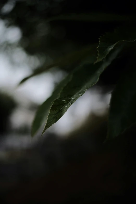 a close up of a leaf on a tree, a picture, unsplash, tonalism, rain and thick strands of mucus, out of focus, illustration, grey