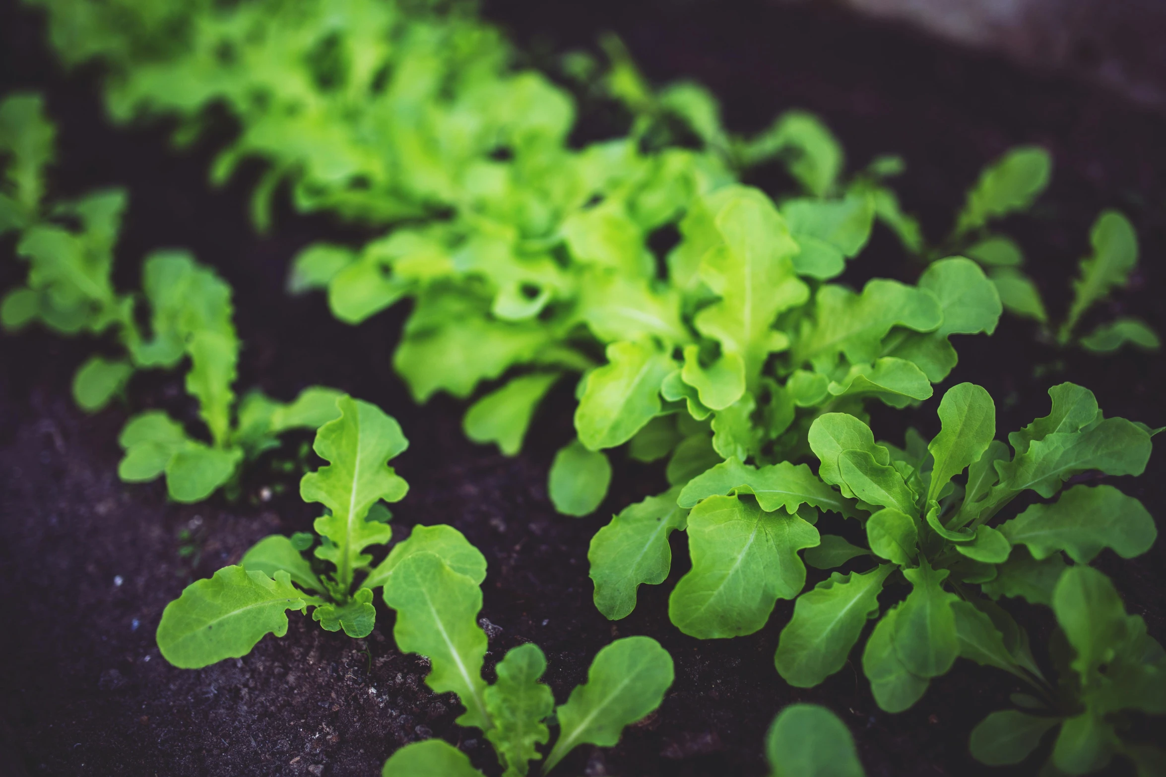 a close up of a bunch of green plants, unsplash, lettuce, avatar image, ground-breaking, plants and patio