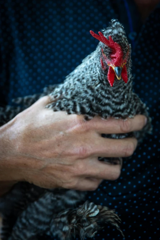 a close up of a person holding a chicken, by Dan Frazier, grey, f/4.5, patterned, breeding