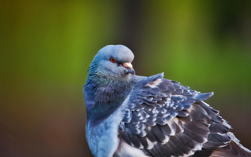 a pigeon sitting on top of a wooden post, a portrait, by Jan Tengnagel, pexels contest winner, blue, dynamic closeup, feathery wings, portrait of a small