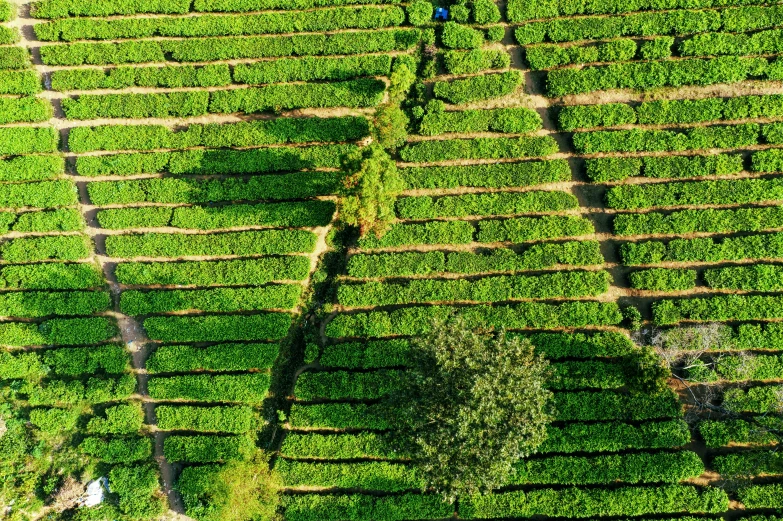 a group of people standing on top of a lush green field, by Daniel Lieske, land art, green tea, square lines, avatar image, sri lanka