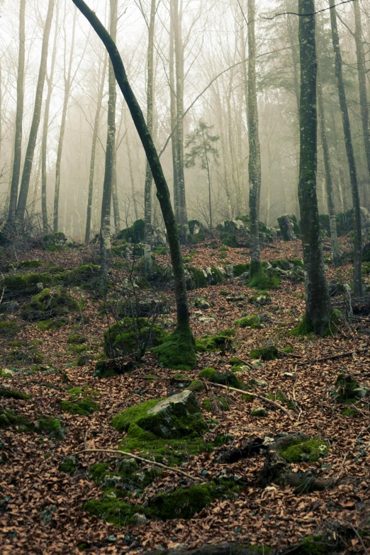 a foggy forest filled with lots of trees and rocks, forest floor, environments )