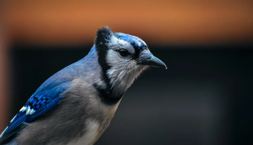 a close up of a bird with a blurry background, trending on pexels, bluejay, museum photo, “portrait of a cartoon animal, profile portrait