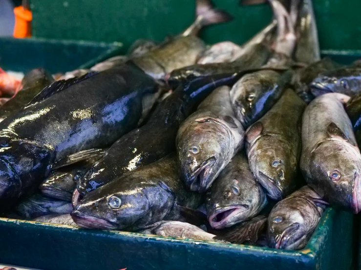 a box full of fish sitting on top of a table, purple mullet, thumbnail, gulper eel, no cropping