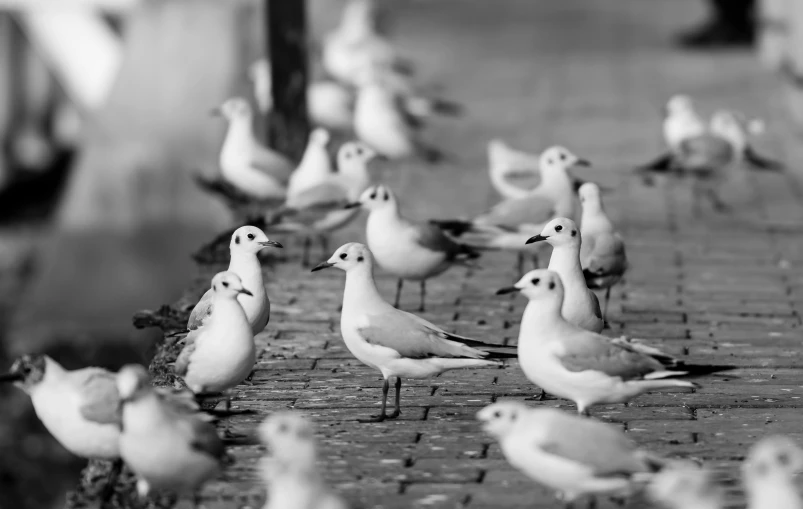 a black and white photo of a flock of seagulls, by Jan Kupecký, pexels, in a square, charming, gina heyer, waiting