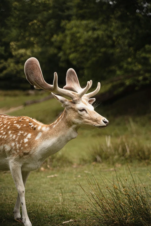 a deer that is standing in the grass