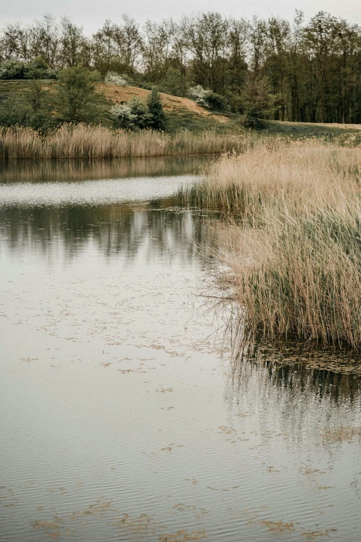 a large body of water surrounded by tall grass, a picture, unsplash, land art, brockholes, muted colors. ue 5, low quality photo, detailed surroundings