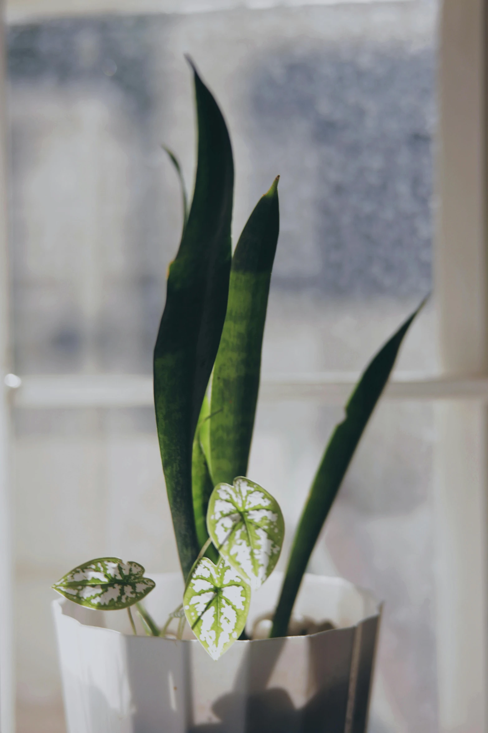 a potted plant in front of a window, a still life, inspired by jeonseok lee, trending on unsplash, art nouveau, green pupills, high angle close up shot, silver，ivory, carnivorous plants