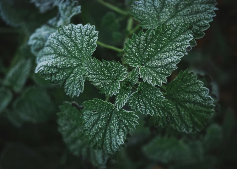 a close up of a plant with frost on it, unsplash, hurufiyya, mint leaves, detailed medium format photo, raspberry, alessio albi