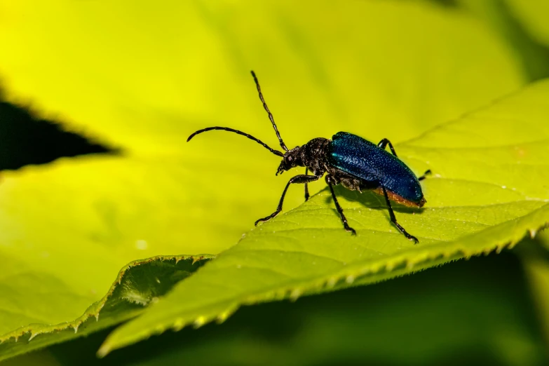 a blue bug sitting on top of a green leaf, by Adam Marczyński, pexels contest winner, navy, hunting, avatar image, halogen