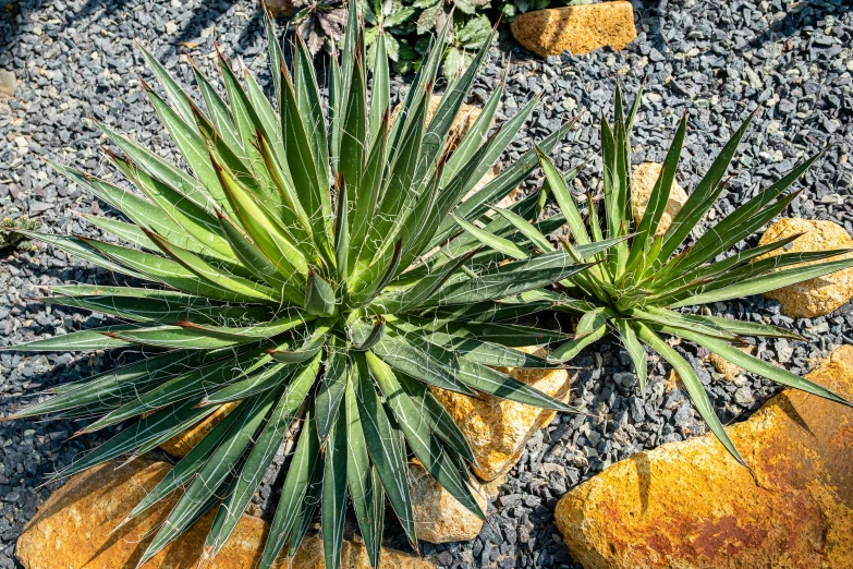 a plant that is growing out of some rocks, by Lorraine Fox, sharp spiky rocks, fan favorite, subtropical plants, very sunny