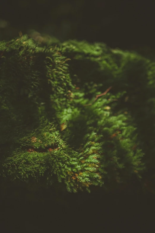 a close up of a branch of a tree, an album cover, inspired by Elsa Bleda, unsplash, hurufiyya, green moss, ignant, green fur, medium format. soft light